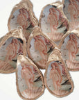 Birth of Venus Ornament • Oyster Shell