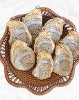 New Orleans Map Oyster Shell Ornament • Algiers Point