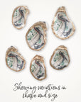 Pelican Ornament • Oyster Shell